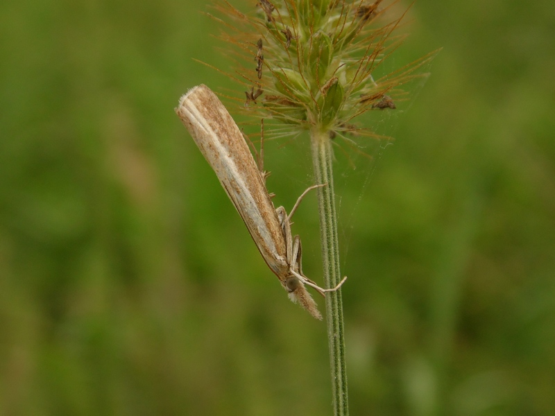 Lepidotteri del Parco del Roccolo da ID
